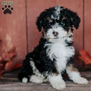 Cleo, Mini Bernedoodle Puppy
